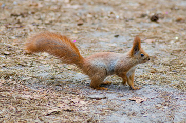 Protein in the cedar forest