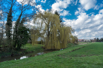 Weeping Willow Along River