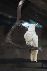 White Cockatoo, Aduway Village, Misool Island,Indonesia. The White Cockatoo is a medium-sized...