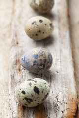 Obraz premium quail eggs