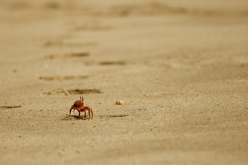 Crab on the beach