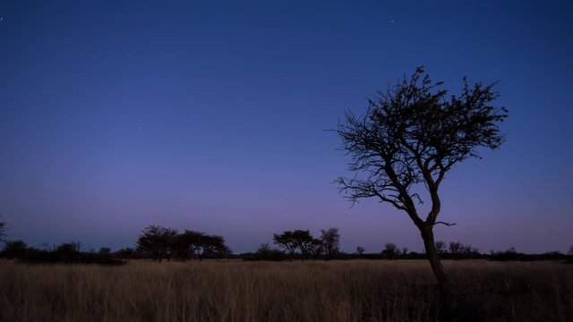 A scenic static sunset / day to night timelapse transition of an Acacia tree with the Milky Way twisting through a dark landscape scene and the moon rises to light up the landscape