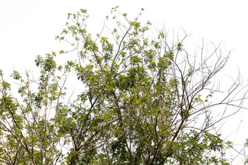 green leaf of treetop ,colorful of tree and sunlight,isolated on white