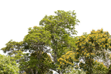 green leaf of treetop ,colorful of tree and sunlight,isolated on white