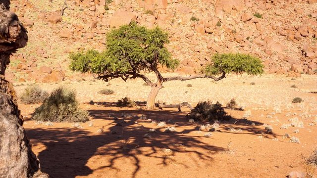 Linear push-in timelapse of an acacia tree framed with a textured branch in the foreground casting shadows on the ground with a slow forward motion  available on request.