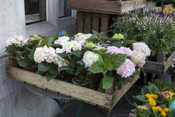 Fototapeta premium pot with a pink hydrangea, and ivy adorn the entrance to the house