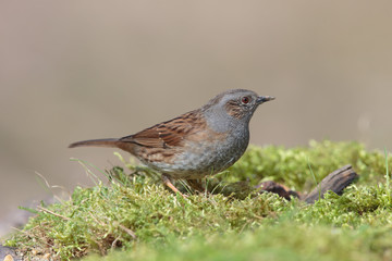 Dunnock 002