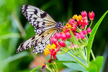 Rice Paper Butterfly feeding from yellow wild flowers.