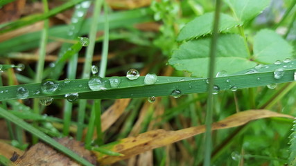 dew on the grass