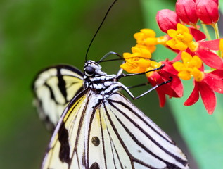 Fototapeta na wymiar Rice Paper Butterfly feeding from yellow wild flowers.