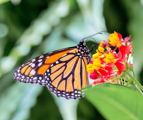 Monarch Butterfly feeding from some red and yellow flowers.