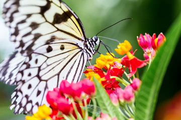 Fototapeta na wymiar Rice Paper Butterfly feeding from yellow wild flowers.