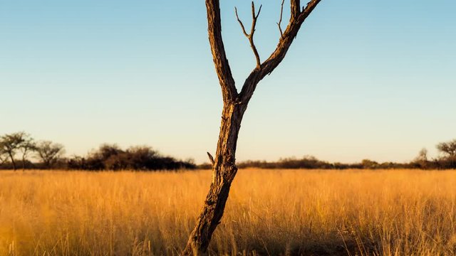 A sunrise linear parallax timelapse of a typical Kalahari bushveld landscape with a young Acacia tree surrounded by tall grass blowing in the wind in golden sunlight