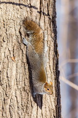 The eastern Grey Squirrel is native to the eastern and midwestern United States, and to the southerly portions of the eastern provinces of Canada. They are common in parks in Quebec Canada.