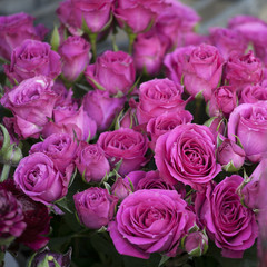 background with pink violet rose