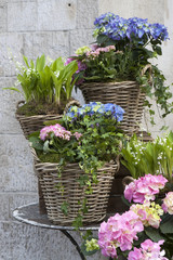 Fototapeta na wymiar the wicker baskets with a pink and blue hydrangea, red Kalanchoe and ivy adorn the entrance to the house