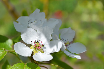 The flowers of the pear tree closeup. Selective focus