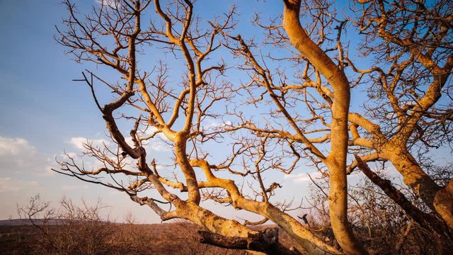Linear timelapse of a Rock Fig tree in the winter at sunset against a blue sky with a few scattered clouds moving past, with golden sunlight on the branches available on request.
