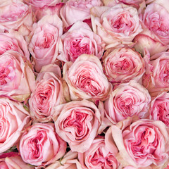 Background with pink rose