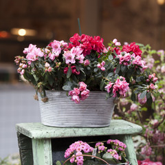 the Pot with Rhododendron cultiver - Azalea as decoration