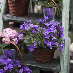 Begonia and Campaign in pots as a decoration of the wall of the house