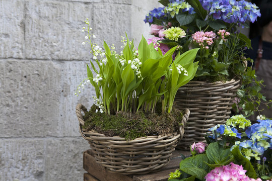 the White lilies of the valley in a wicker basket
