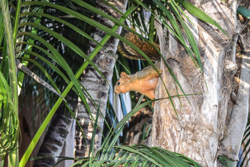 Squirrel Framed by Palms