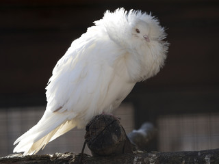 White dove standing