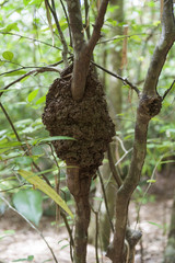 Termite Nest in a Tree. The tree termites build dark brown foraging tunnels and can build their nests in a variety of places including tree branches and trunks. Here is one on an island in Indonesia.