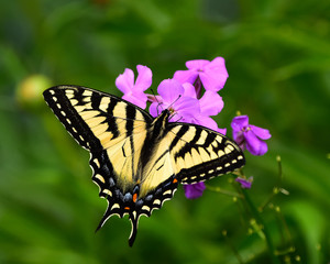 Eastern swallowtail butterfly feeding on pink phlox flowers