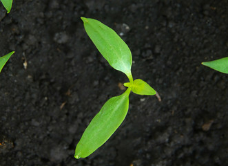 Growing peppers at home