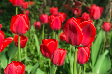 Intensiv rot leuchtende rote Tulpen im direkten Sonnenlicht vor dunklem Hintergrund