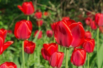 Intensiv rot leuchtende rote Tulpen im direkten Sonnenlicht vor dunklem Hintergrund
