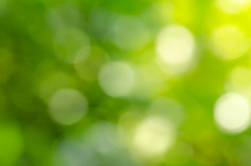 Fototapeta na wymiar beautiful green leaf blur background and sunshine
