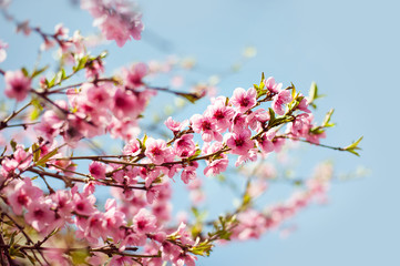 Branches with beautiful pink flowers Peach against the blue sky. Selective Focus. Peach blossom in the sunny day.