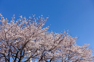 桜