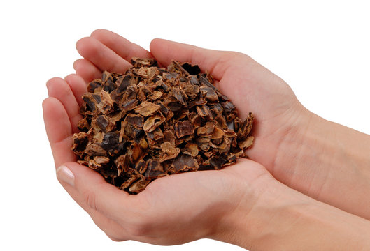 carob, fake chocolate, pieces of karob are in hands