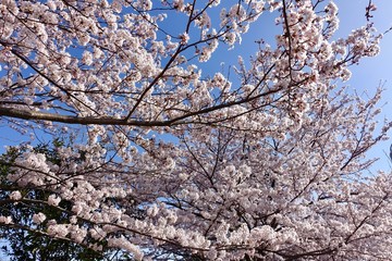 桜