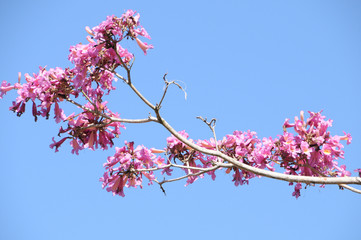 Pink flowering tree