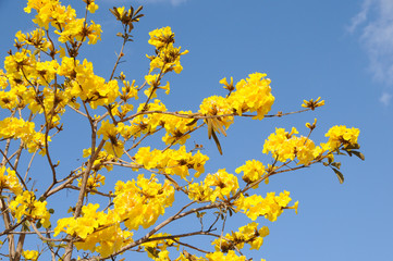 Yellow tree flowers blue sky