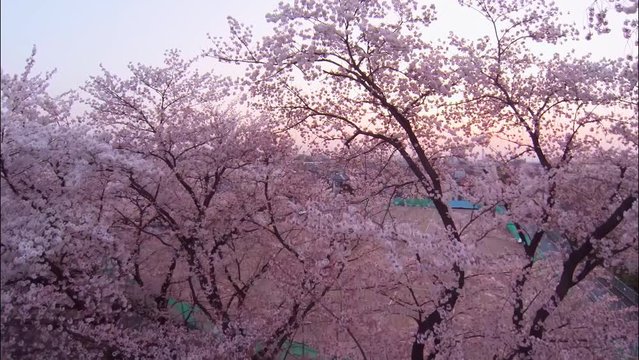桜のアップから街並みへのドリー＜ドローン空撮＞
