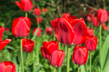 Fototapeta premium Intensiv rot leuchtende rote Tulpen im direkten Sonnenlicht vor dunklem Hintergrund