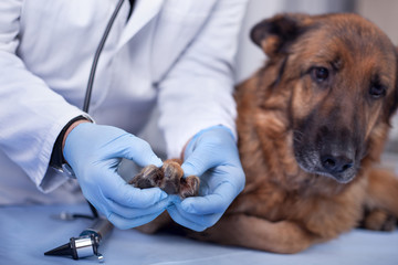 veterinarian examine dog in pet clinic,early detection and treatment of disease