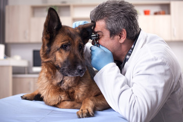 veterinarian examine dog ears in pet clinic,early detection and treatment of disease