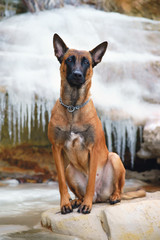 Belgian Shepherd dog Malinois posing on a stone near big icicles and frozen water at the seaside