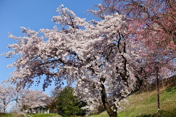 Naklejka premium 桜