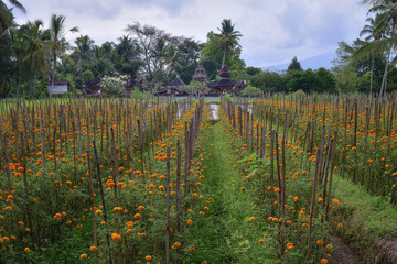 Landscape on Bali