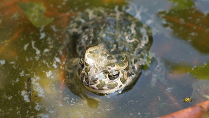 the frog is resting in the afternoon