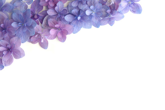 Fototapeta アジサイの花　白バック  