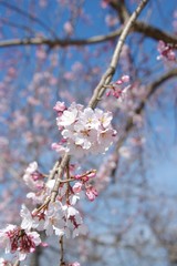 シダレザクラの花